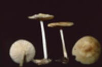 Collybia subsulphurea image