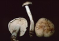 Rhodocollybia maculata image