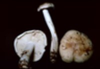 Rhodocollybia maculata image