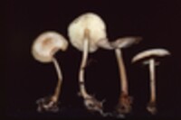 Collybia subsulphurea image