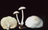 Collybia polyphylla image