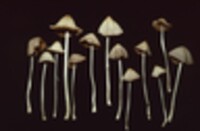 Conocybe albipes image