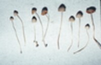 Conocybe tenera image