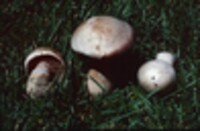 Cortinarius pinetorum image