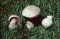 Cortinarius pinetorum image