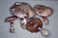 Cortinarius michiganensis image