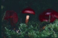 Cortinarius smithii image