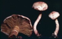 Cortinarius bolaris image