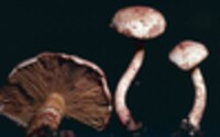 Cortinarius bolaris image