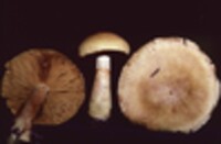 Cortinarius flavifolius image