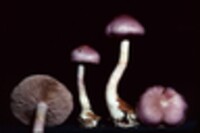 Cortinarius iodes image