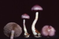 Cortinarius iodes image