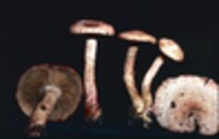 Cortinarius bolaris image