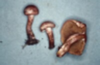 Cortinarius bolaris image