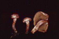 Cortinarius bolaris image