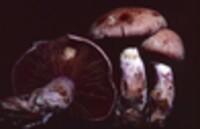 Cortinarius evernius image