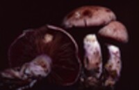 Cortinarius evernius image