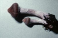 Cortinarius evernius image