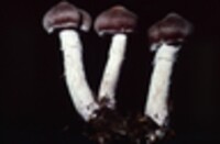 Cortinarius evernius image