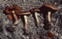 Cortinarius aurantiobasis image