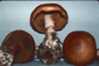 Cortinarius armillatus image