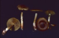 Cortinarius huronensis image