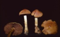 Cortinarius corrugatus image