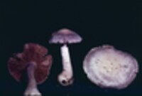 Cortinarius argenteopileatus image