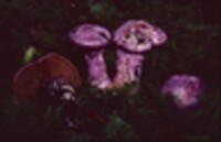 Cortinarius traganus image