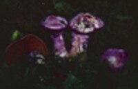 Cortinarius traganus image