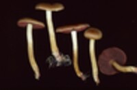 Cortinarius semisanguineus image