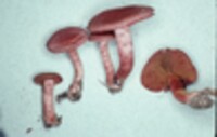 Cortinarius sanguineus image