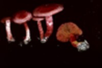 Cortinarius sanguineus image