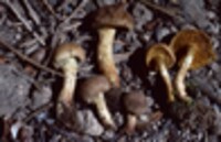 Dermocybe thiersii image