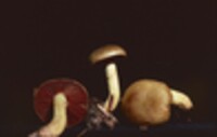 Cortinarius semisanguineus image