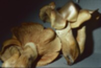 Phaeolepiota aurea image