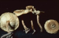 Crinipellis zonata image