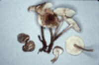 Crinipellis zonata image