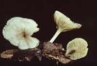 Chrysomphalina chrysophylla image