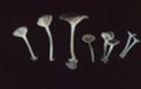 Chrysomphalina strombodes image