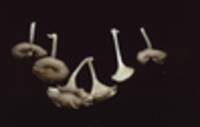 Chrysomphalina strombodes image