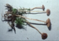 Galerina paludosa image