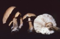 Cystodermella granulosa image