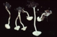 Cystolepiota sistrata image