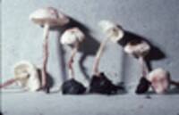 Cystolepiota seminuda image