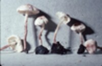 Cystolepiota seminuda image