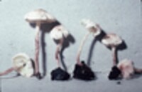 Cystolepiota seminuda image