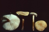 Cystoderma amianthinum image