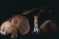 Entoloma abortivum image