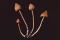 Entoloma salmoneum image